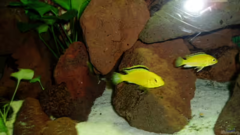 Labidochromis caeruleus von sirlasso (6)