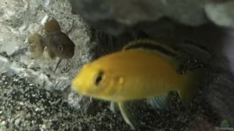 Labidochromis caeruleus von Tobias.Neher (50)