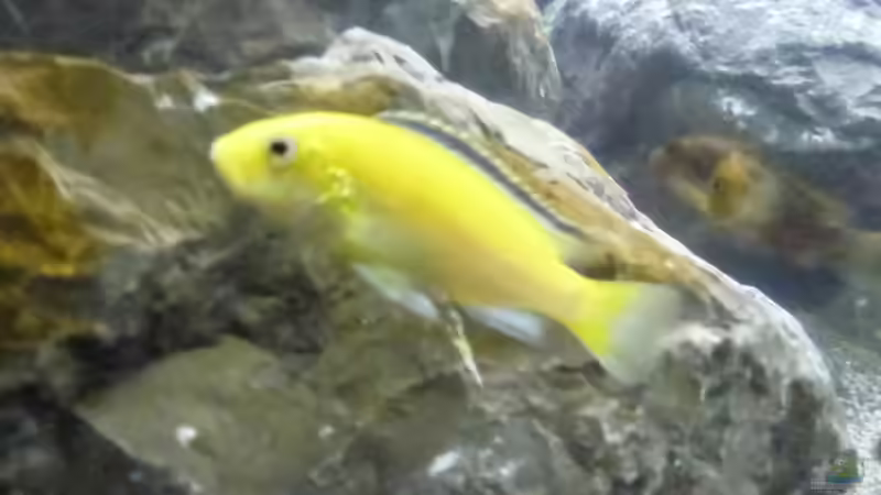 Labidochromis caeruleus von Tobias.Neher (51)