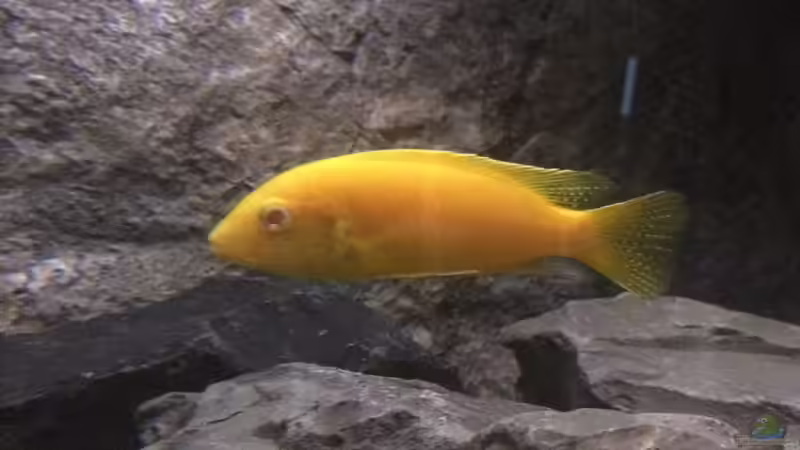 Labidochromis caeruleus von Tobias.Neher (52)