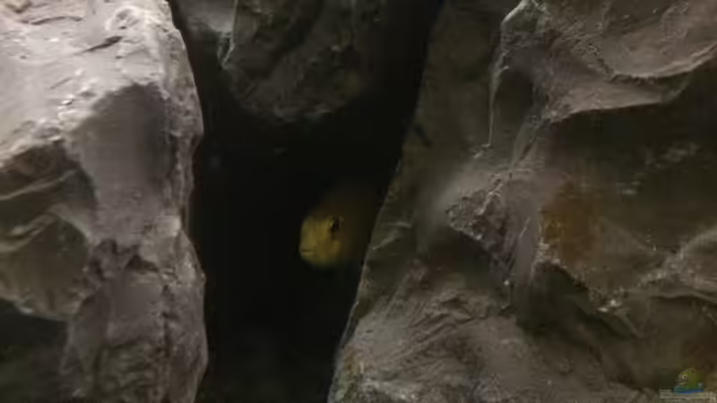 Labidochromis caeruleus von Tobias.Neher (53)