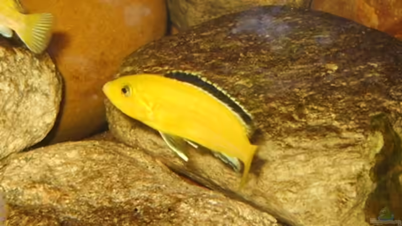 Labidochromis caeruleus von Venustus (10)