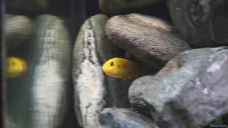 Labidochromis caeruleus (W) -> gerade erst ausgepackt und schon wieder ein Braten von lützkopf (26)