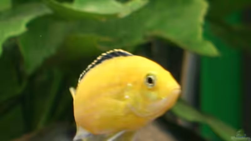 Labidochromis caeruleus (W) von lützkopf (18)