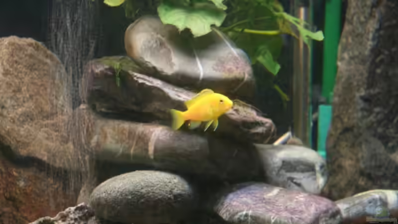 Labidochromis caeruleus (W) von lützkopf (25)