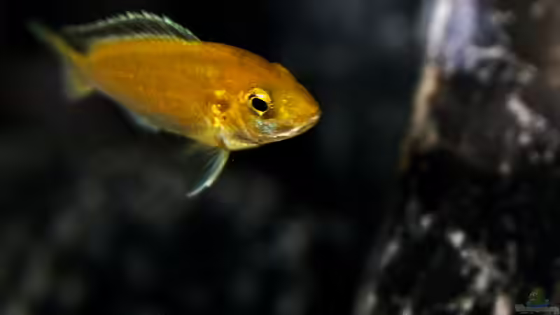 Labidochromis caeruleus (w) von MHu (29)