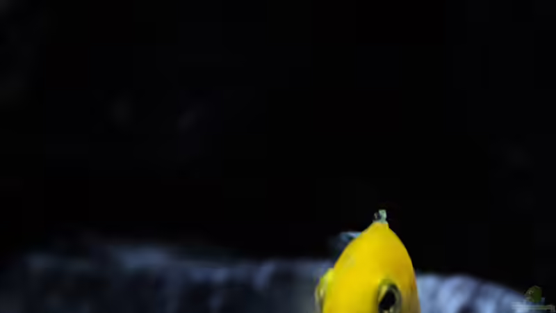 Labidochromis caeruleus (w) von MHu (30)