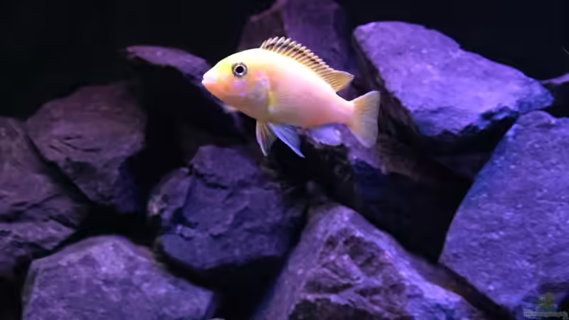 Labidochromis caeruleus (W) von Philipp Böhme (51)