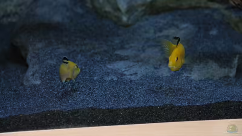 Labidochromis caeruleus Weibchen beim ´rumzicken´ von Sebastian O. (83)