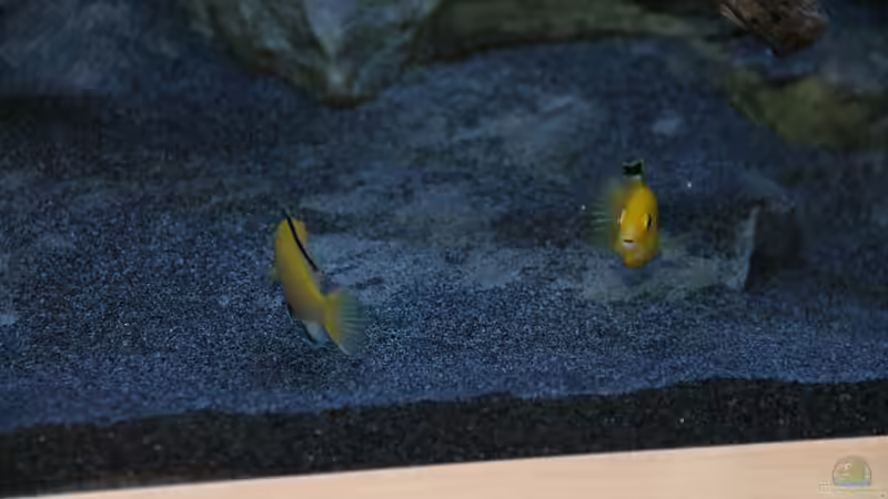 Labidochromis caeruleus Weibchen beim ´rumzicken´ von Sebastian O. (84)