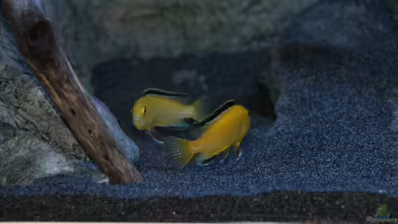 Labidochromis caeruleus Weibchen beim ´rumzicken´ von Sebastian O. (86)
