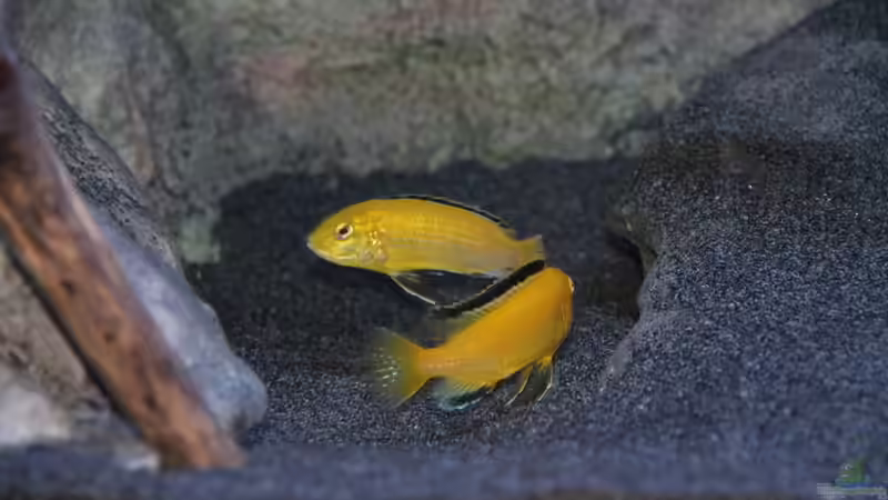 Labidochromis caeruleus Weibchen beim ´rumzicken´ von Sebastian O. (87)