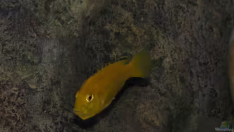 Labidochromis caeruleus Weibchen mit Nachwuchs im Maul von Tom (16)