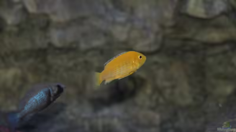 Labidochromis caeruleus Weibchen und Placidochromis sp. ´phenochilus gissel´ Weibchen von Sebastian O. (82)