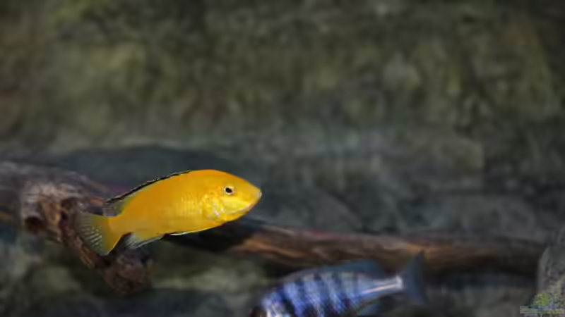 Labidochromis caeruleus Weibchen und Placidochromis sp. ´phenochilus tanzania´ lupingo Weibchen von Sebastian O. (81)