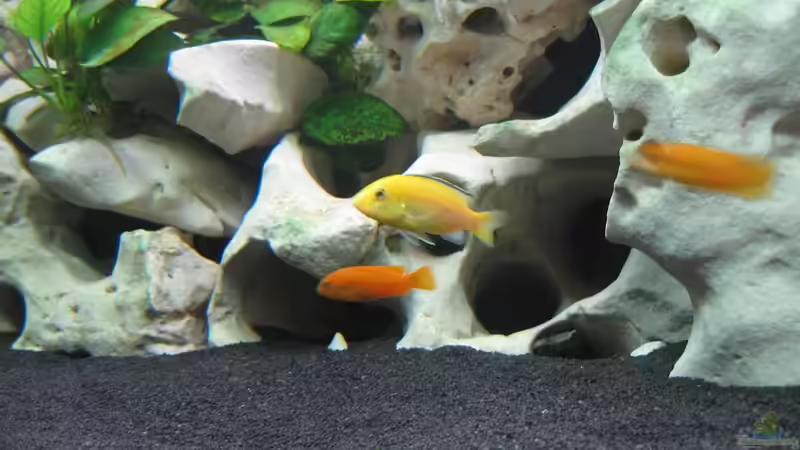 Labidochromis Caeruleus Weibchen von Qthree (15)