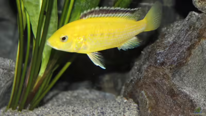 Labidochromis caeruleus Weibchen von Sebastian O. (50)