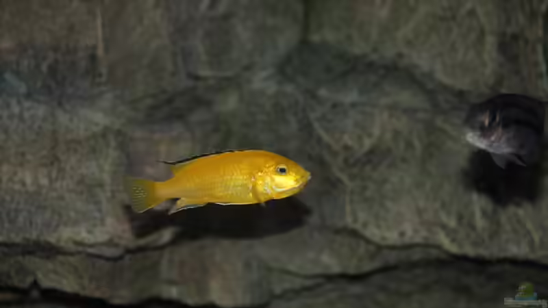 Labidochromis caeruleus Weibchen von Sebastian O. (77)