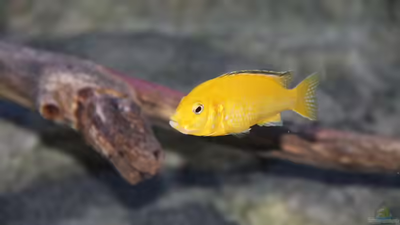 Labidochromis caeruleus Weibchen von Sebastian O. (78)