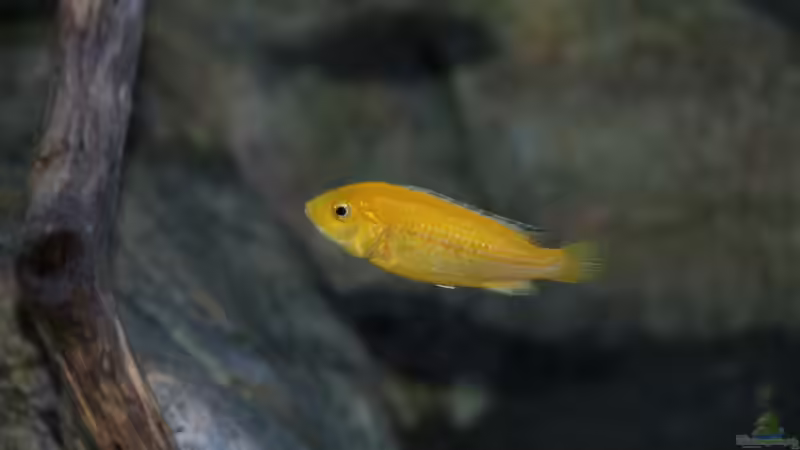 Labidochromis caeruleus Weibchen von Sebastian O. (79)