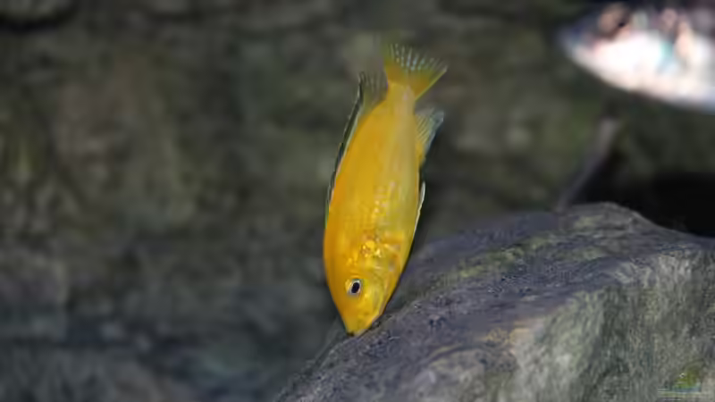 Labidochromis caeruleus Weibchen von Sebastian O. (80)