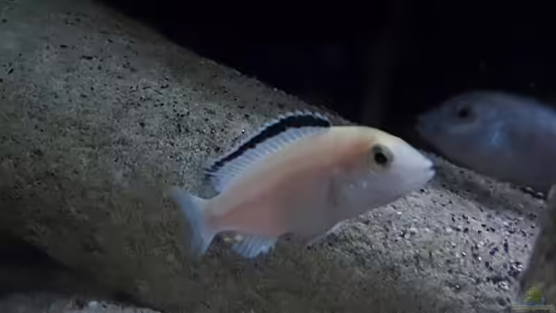 Labidochromis caeruleus white  Nachwuchs  von Mel (84)