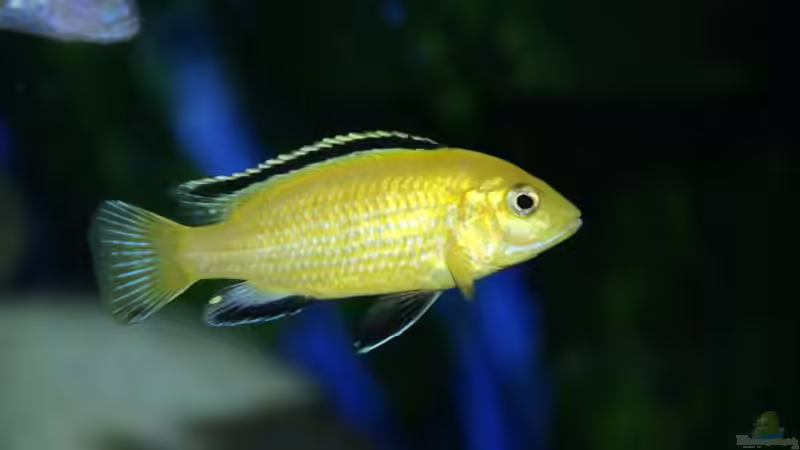 Labidochromis caeruleus yello von Margit König (12)