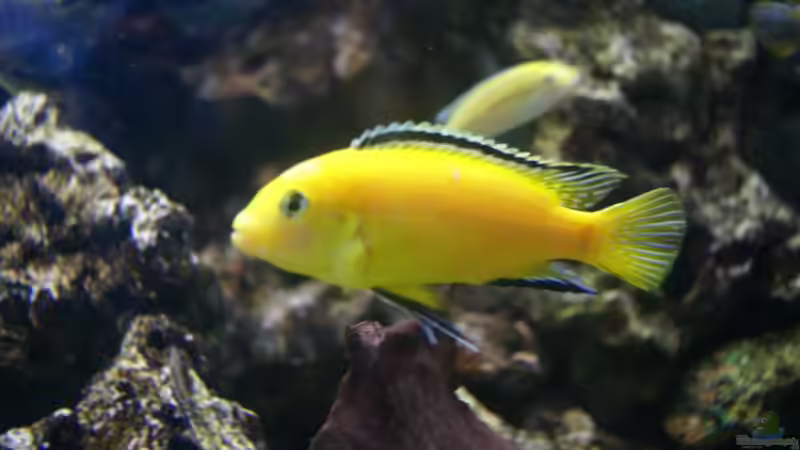 Labidochromis Caeruleus ´Yellow´   (Bock) von AquaAndy (2)