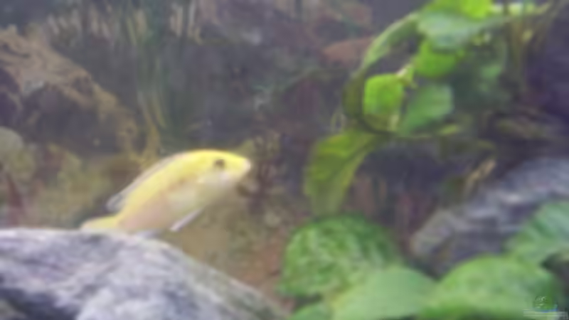 Labidochromis Caeruleus Yellow - Geschlecht noch unbekannt von LaChica (21)