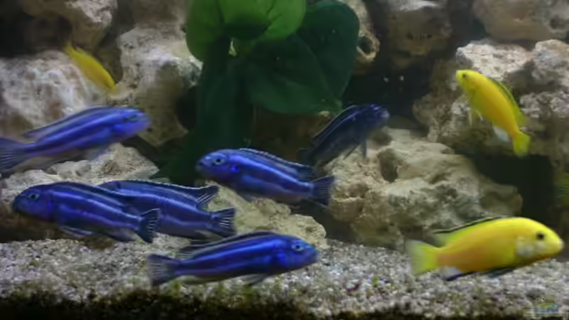 Einrichtungsbeispiele mit Melanochromis maingano / cyaneorhabdos (Einrichtungsbeispiele für Stahlblauer Maulbrüter)
