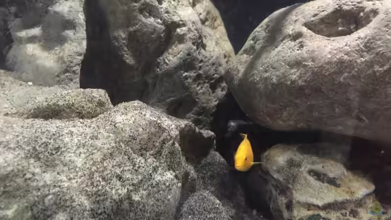 Labidochromis Caeruleus yellow  von Dresdn3r (26)