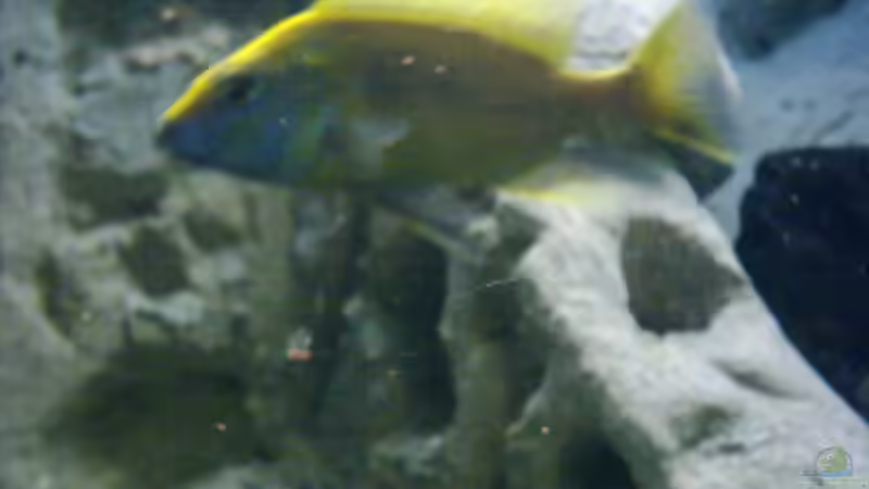 Labidochromis caeruleus Yellow  von Jan Lamaa (6)