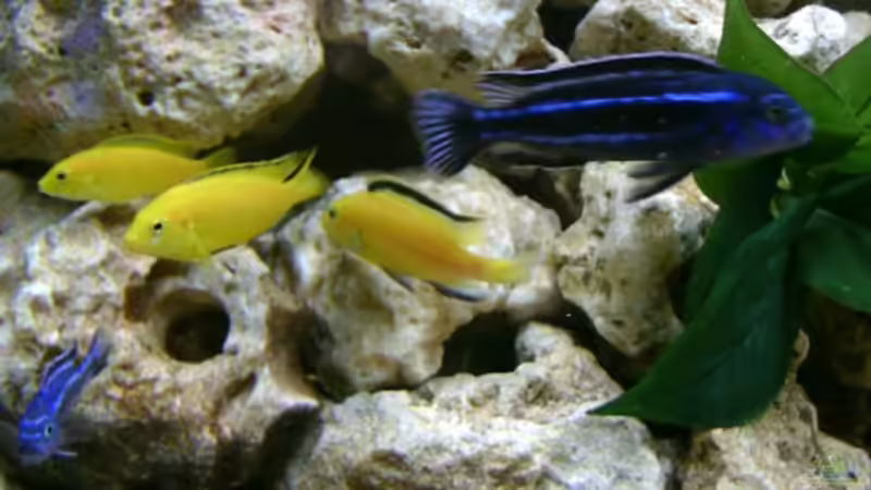Labidochromis caeruleus ´Yellow´ & Melanochromis maingano von renehilly (10)