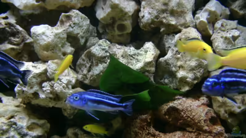 Labidochromis caeruleus ´Yellow´ & Melanochromis maingano von renehilly (11)