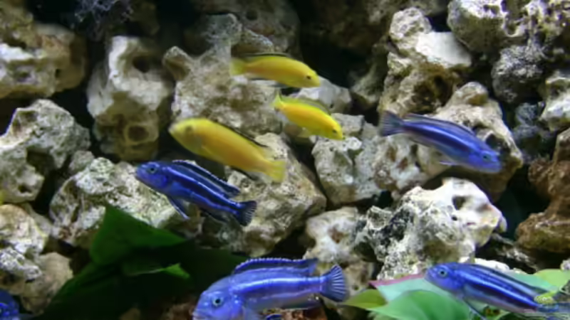 Labidochromis caeruleus ´Yellow´ & Melanochromis maingano von renehilly (9)