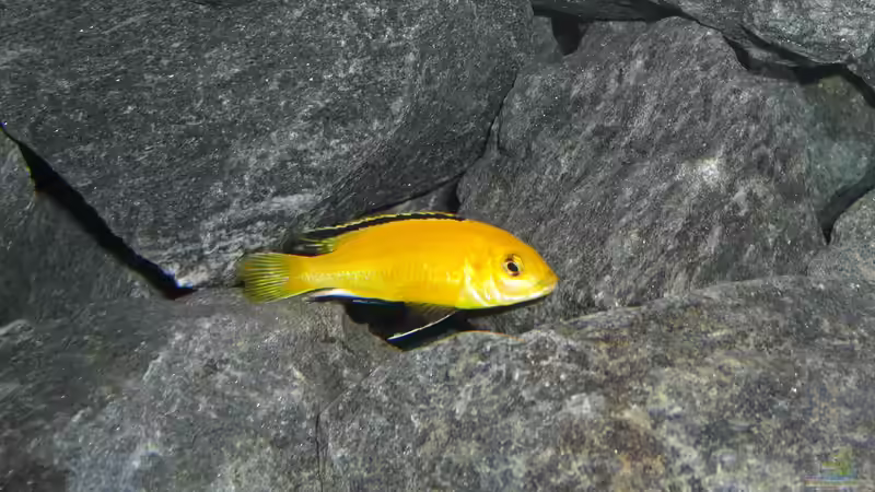 Labidochromis caeruleus ´Yellow´ Bock von Christopher Roß (12)
