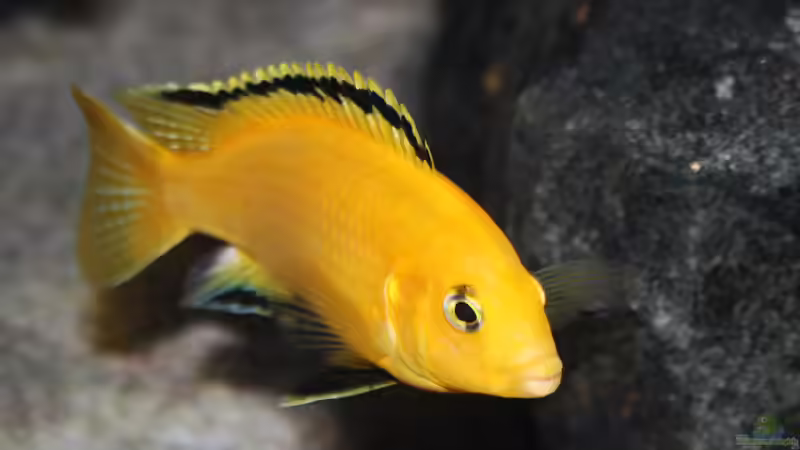 Labidochromis caeruleus yellow ´kakusa´ - Männchen von Florian Bandhauer (70)