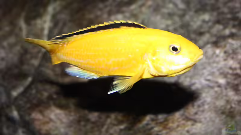 Labidochromis caeruleus yellow ´kakusa´ - Weibchen von Florian Bandhauer (72)