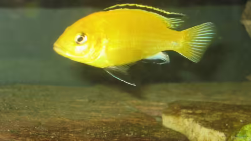 Labidochromis caeruleus ´Yellow´ ´Männchen´ von Dennis Eick (12)