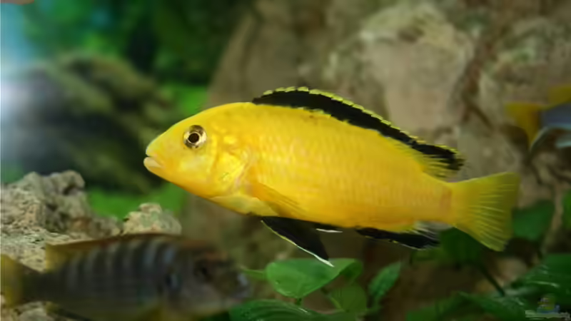 Labidochromis caeruleus ´Yellow´ Männchen von M3z (18)
