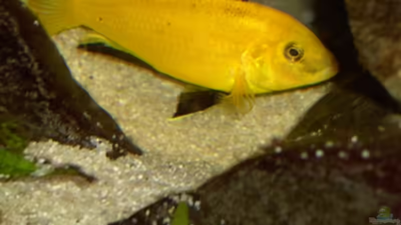 Labidochromis caeruleus Yellow Männchen von Malawi310 (15)