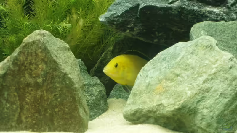 Labidochromis caeruleus (Yellow) von A.Zabanoff (16)