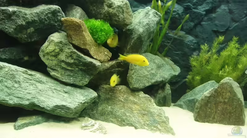 Labidochromis caeruleus (Yellow) von A.Zabanoff (18)