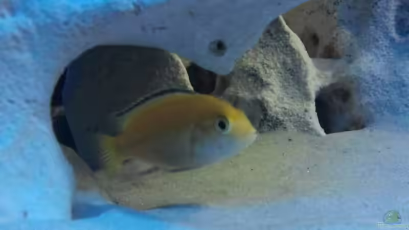 Labidochromis caeruleus Yellow von Crashdragon (20)