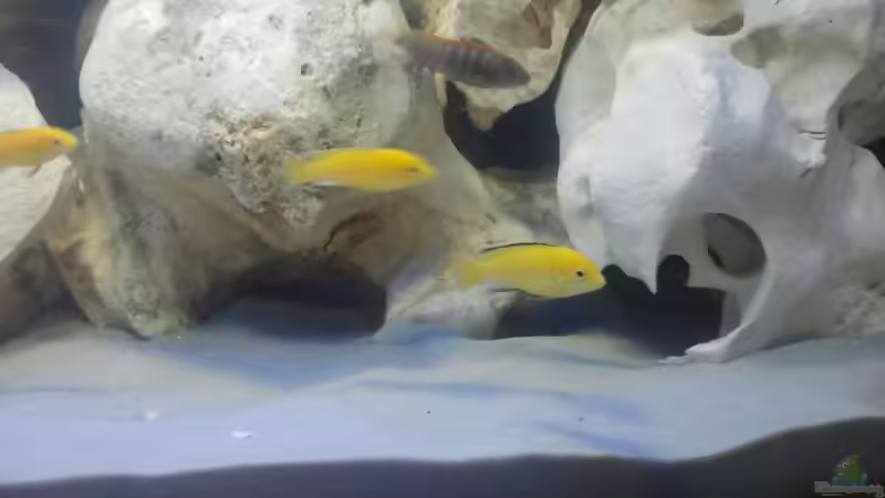 Labidochromis caeruleus Yellow von Crashdragon (22)