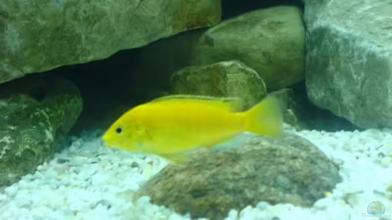 Labidochromis caeruleus ´Yellow´ von Dommi (13)