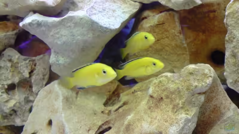 Labidochromis caeruleus ´Yellow´ von Julian S. (14)