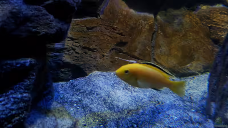 Labidochromis caeruleus yellow von Lutz K (84)