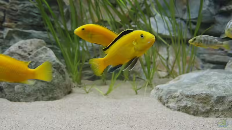 Labidochromis Caeruleus ´yellow´ von Maurice Malawi (4)