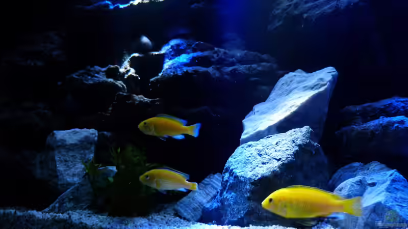 Labidochromis caeruleus yellow von René L. (29)